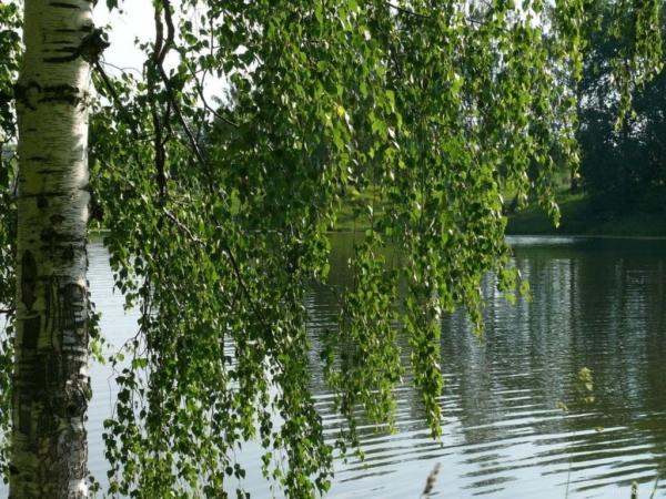 Заготовка березовых веников для бани Заготовка березовых веников для бани