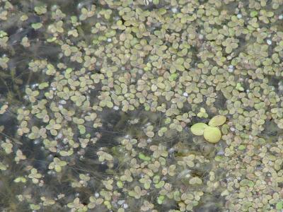 Растения водоёма
Растения водоёма