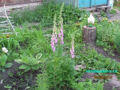Цветы в саду
Цветы в саду