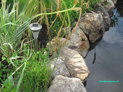 Растения водоёма
Растения водоёма