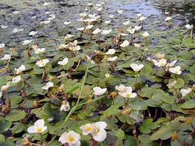 Растения водоёма
Растения водоёма