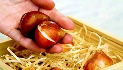 Как вырастить лук из семян за один сезон? Лучшие рекомендации и главные советы Как вырастить лук из семян за один сезон? Лучшие рекомендации и главные советы