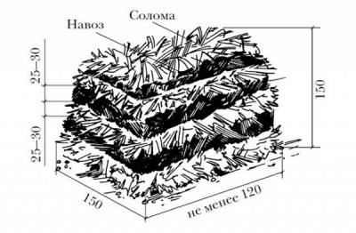 Выращивание грибов в домашних условиях: главные особенности и инструкция для новичков Выращивание грибов в домашних условиях: главные особенности и инструкция для новичков